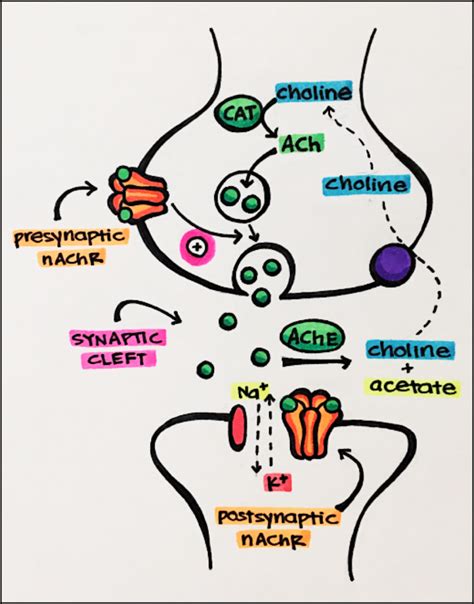 why are ion channels necessary.